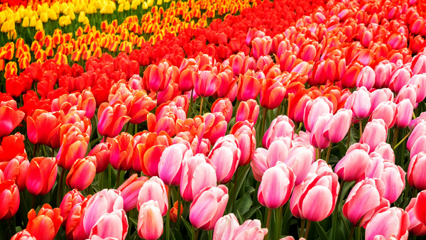 Holland med Keukenhof och Amsterdam
